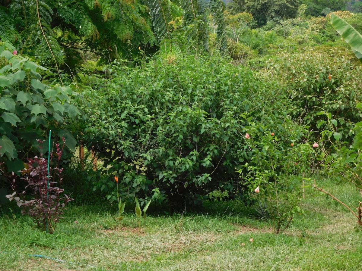 Hostal Casa Las Lajas Las Lajas  Kültér fotó